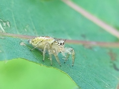 Thyene imperialis