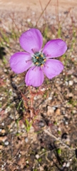 Drosera cistiflora