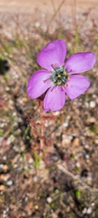 Drosera cistiflora