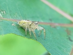 Thyene imperialis