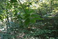 Euonymus latifolius