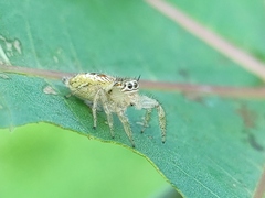 Thyene imperialis