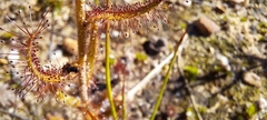 Drosera cistiflora