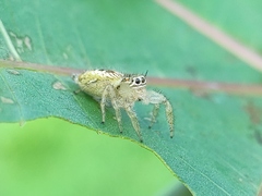 Thyene imperialis