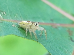 Thyene imperialis