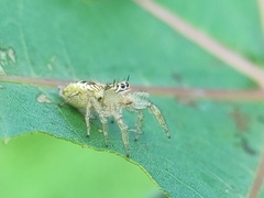 Thyene imperialis