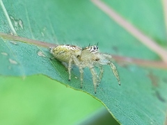Thyene imperialis