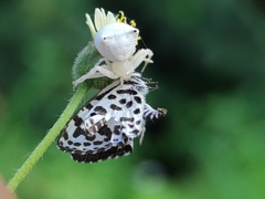 Thomisus spectabilis