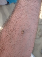 Arachnocephalus vestitus