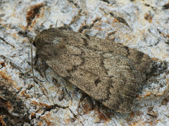 Athetis pallustris
