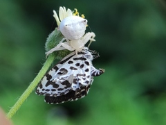 Thomisus spectabilis