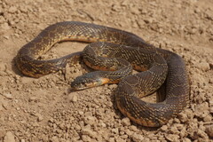 Hemorrhois hippocrepis