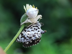 Thomisus spectabilis