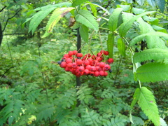 Sorbus sibirica