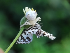 Thomisus spectabilis