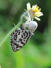 Thomisus spectabilis