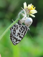 Thomisus spectabilis