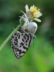 Thomisus spectabilis