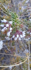 Agathosma capensis