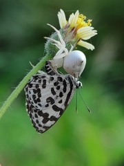 Thomisus spectabilis