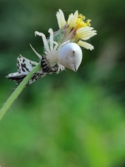 Thomisus spectabilis