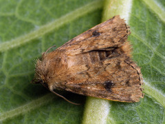 Atypha pulmonaris