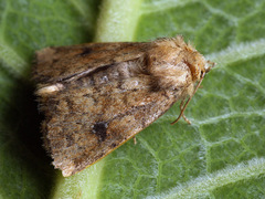 Atypha pulmonaris