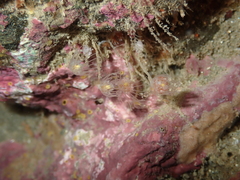 Ectopleura
