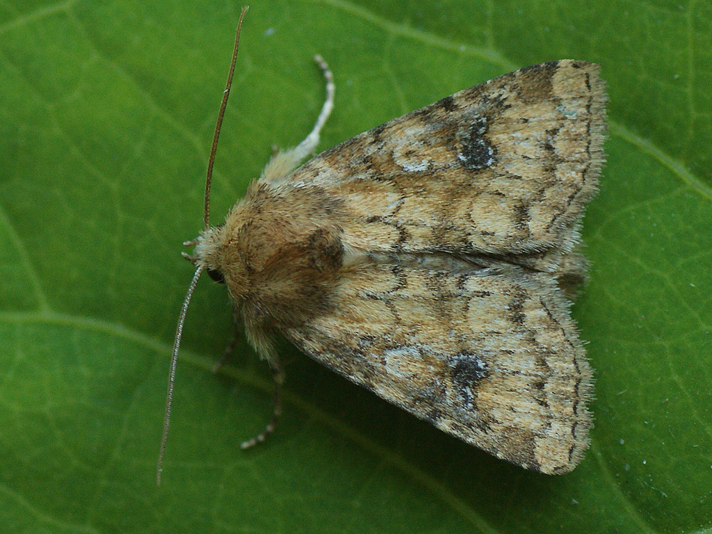 Atypha pulmonaris