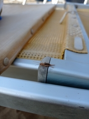 Arachnocephalus vestitus