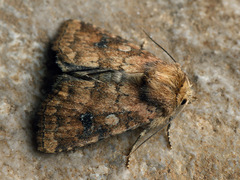 Atypha pulmonaris