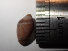 Amalda depressa