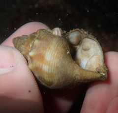 Maoricrypta sodalis