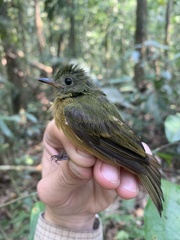 Mionectes oleagineus