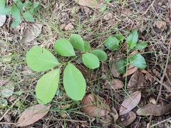 Syzygium cumini