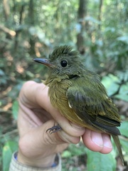 Mionectes oleagineus