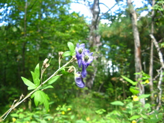 Aconitum volubile