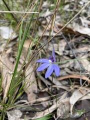 Cyanicula caerulea