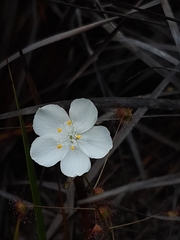 Drosera planchonii