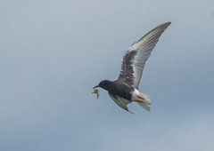 Chlidonias leucopterus