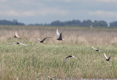 Chlidonias leucopterus
