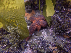 Uniophora granifera