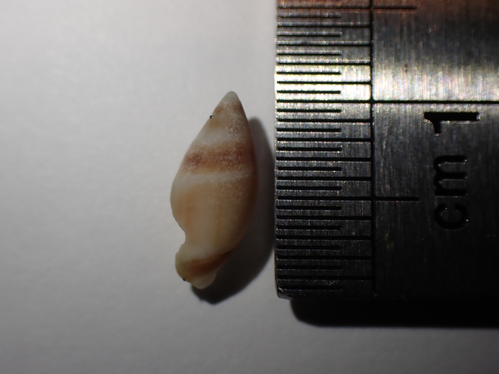 Amalda novaezelandiae