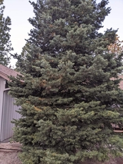 Thyridopteryx ephemeraeformis