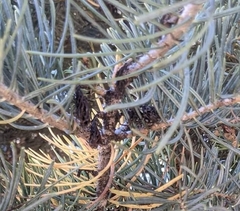 Thyridopteryx ephemeraeformis