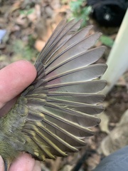 Mionectes oleagineus