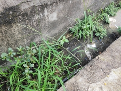 Digitaria sanguinalis