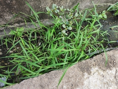 Digitaria sanguinalis