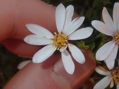 Olearia muelleri