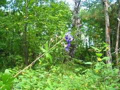 Aconitum volubile